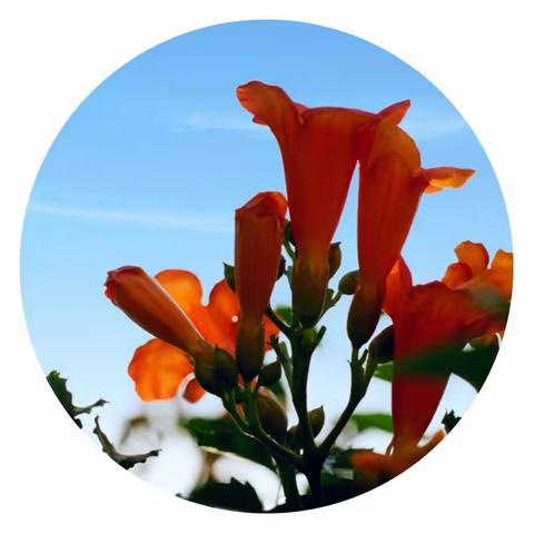 凌霄花开，凌云志成！