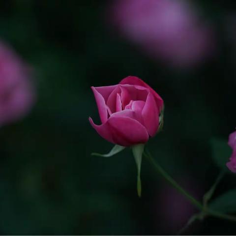 月季花开香满园