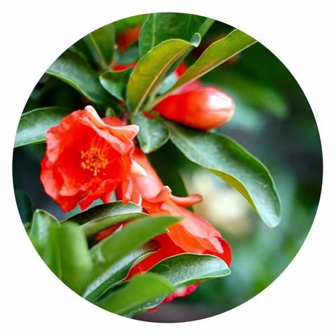 榴花似火榴实繁