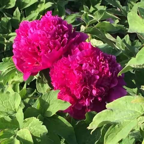 多姿多彩    倾国倾城