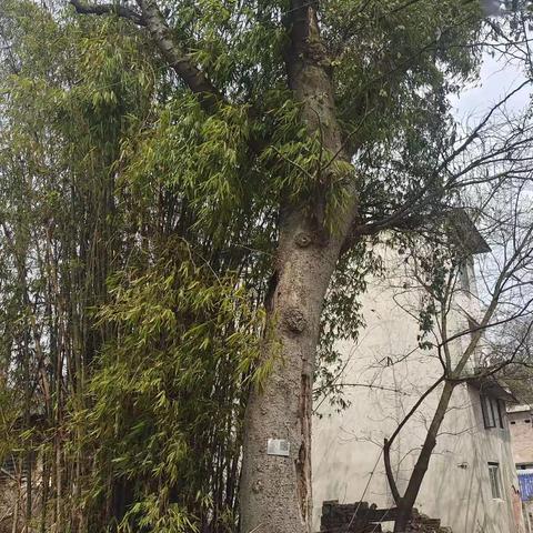 村里那棵皂角树