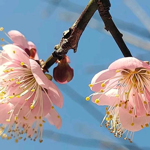 扬鞭催马运粮忙