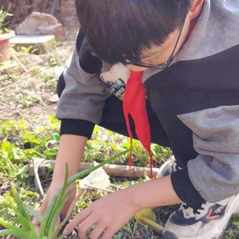 我的芦荟和花一一一林家乐