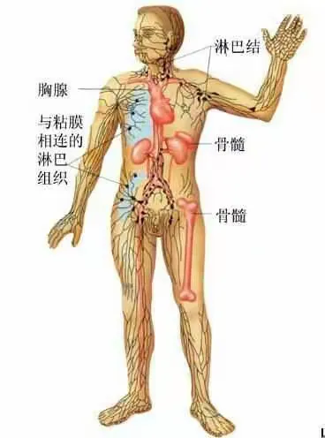 自己怎么疏通淋巴 教你疏通这三个重要部位