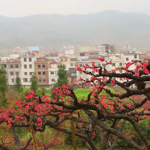广东有个连平，连平有一座万亩桃花山。