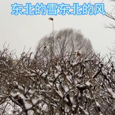 东北的雪东北的风