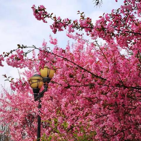用一年的时间，等一树花开。