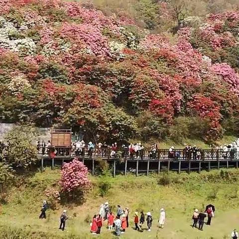 2021毕节百里杜鹃