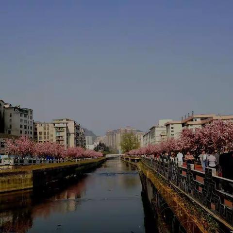 水城河畔樱花又开