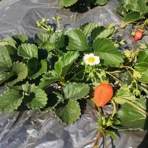 党建引领“莓”丽乡村