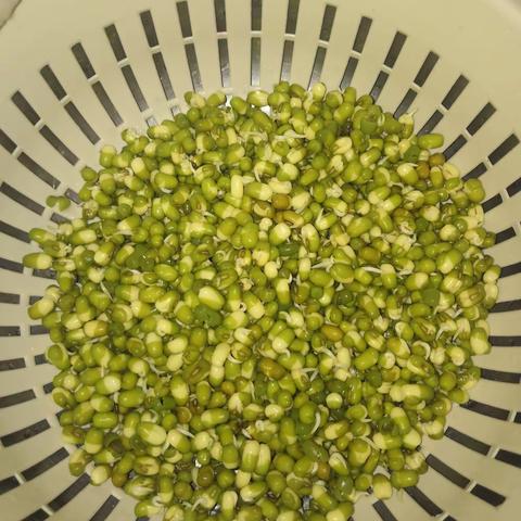 2020级01班刘嘉铭—豆芽成长记