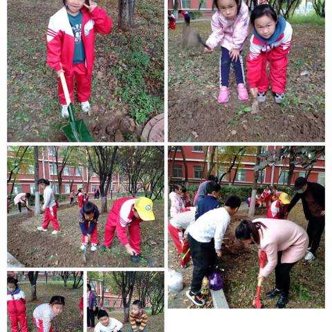 学校后花园播种,二月兰,菊花