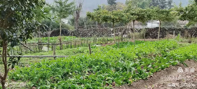 松树苗批发基地直播间怎么开