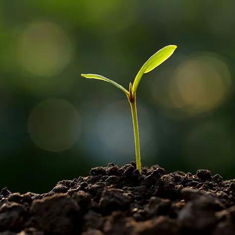 《诗意人家》 之陈园风景