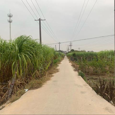 义乌市稠江一小雨点中队参观红糖制造厂——非遗文化体验