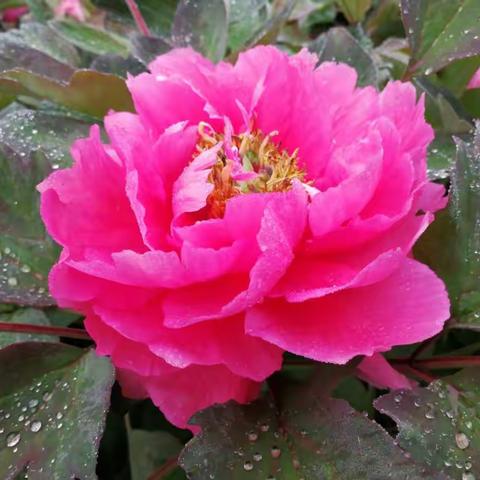 菏泽牡丹实拍