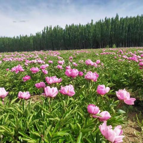 芍 药 花 开 赛 牡 丹  我们邀您共赏“花相”之美