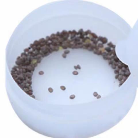 🐛养蚕日记🐛