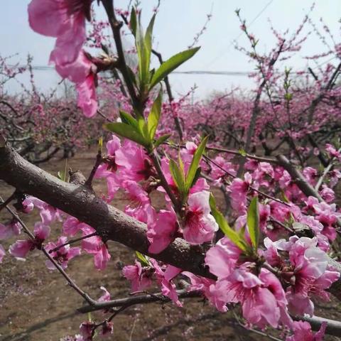 春暖花开