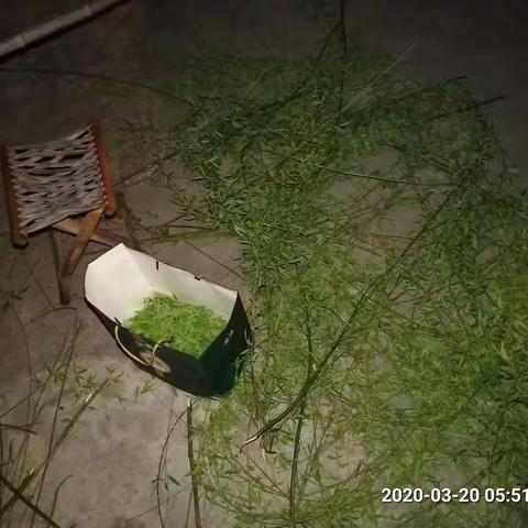 我们对“损坏园林绿化苗木花草”这一不文明行为说不！