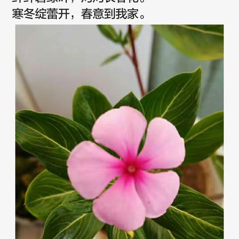 蜗庐诗抄(C)