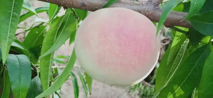 晚熟桃品种介绍