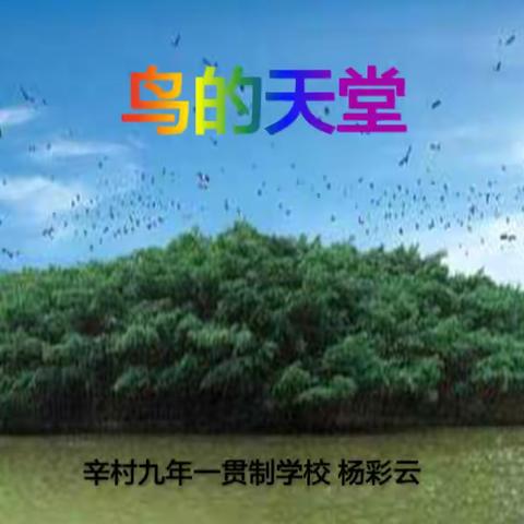 《鸟的天堂》第二课时