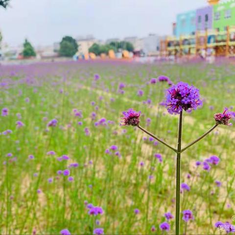 线上相约 童心相伴☀️——河头幼儿园 小二班 第十五周线上活动总结