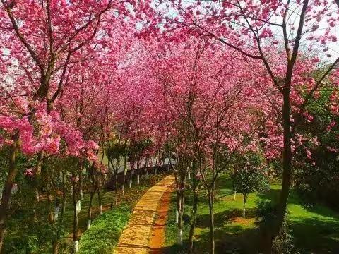 美丽的春天，如画的泸西！