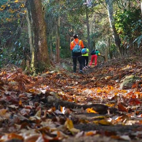 陈洛山森林古道徒步