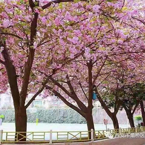 【灞桥教育·阳光纺小】聚焦思维教学 致力课堂实践——纺织城小学综合学科骨干展示赛暨思维型教学研讨活动纪实