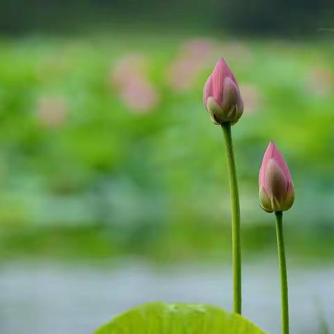 赏水中芙蓉一一荷花.