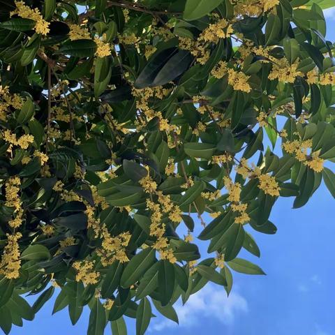 金秋丹桂飘香，少年意气昂扬