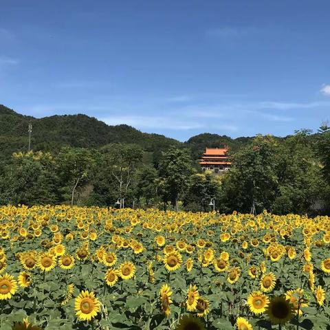 寻游千年古镇，踏青千年古村，“莱山里”赏花第二季