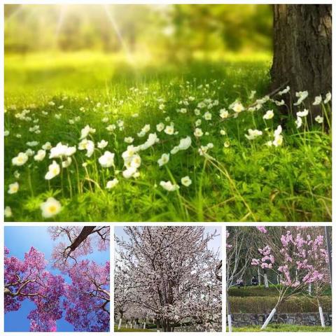 春光明媚，春意盎然，绿茵遍野，嫩草像绿宝石一般发出悦目的光彩。