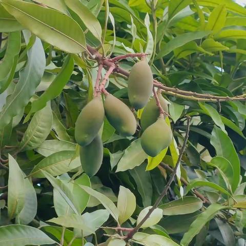 我和🥭芒果🥭有个约会