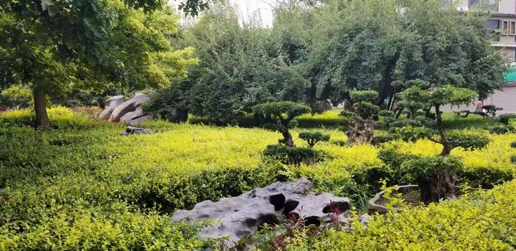 小盆栽批发基地有哪些