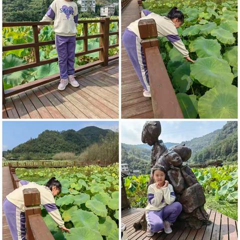 美丽的荷叶