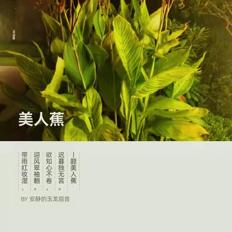 了解身边的植物（李铭轩的生物作业）