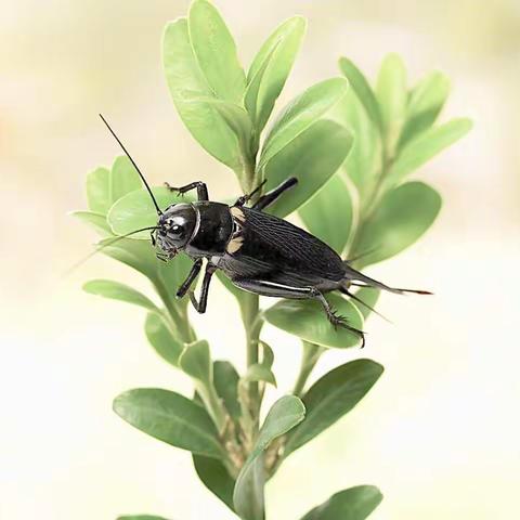 生物教研组第十四周教研活动