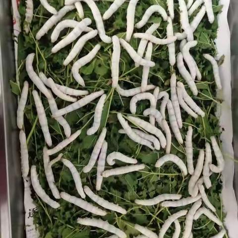 6蚕的一生