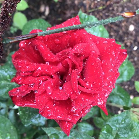 水龙吟.端午听雨