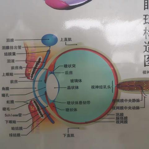 青光眼是导致失明的三大致盲眼病之一，早期有何症状？