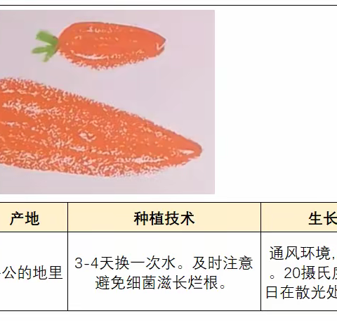 我的第一棵水培植物——胡萝卜