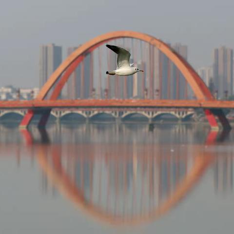 到德阳去看海鸥、白鹭20211228