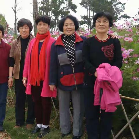 园博园看格桑花