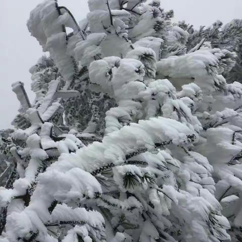 漂亮的樱花和雪景