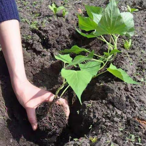 北京红缨广川幼儿园劳做实践活动——挖地瓜！！