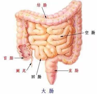 认识结直肠癌