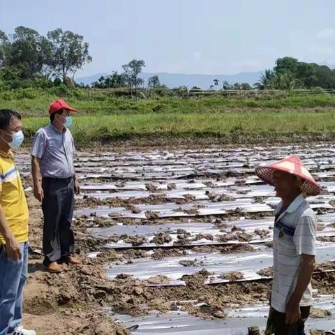 乡村振兴，我们从未停歇丨驻村工作队“一手打伞、一手干活”助力农户复工复产